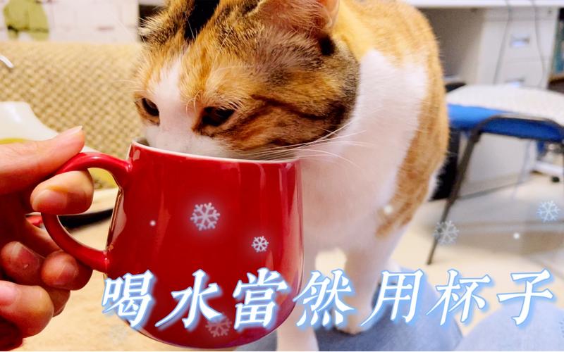 动物园直播指狗为虎,天天发车准时送达_123随叫随到