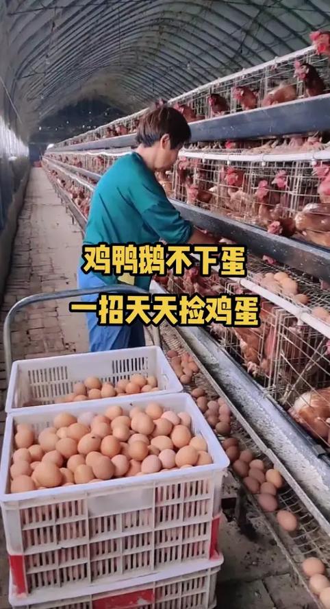 蛋价飞涨有人养鸡,天天发车准时送达_123随叫随到