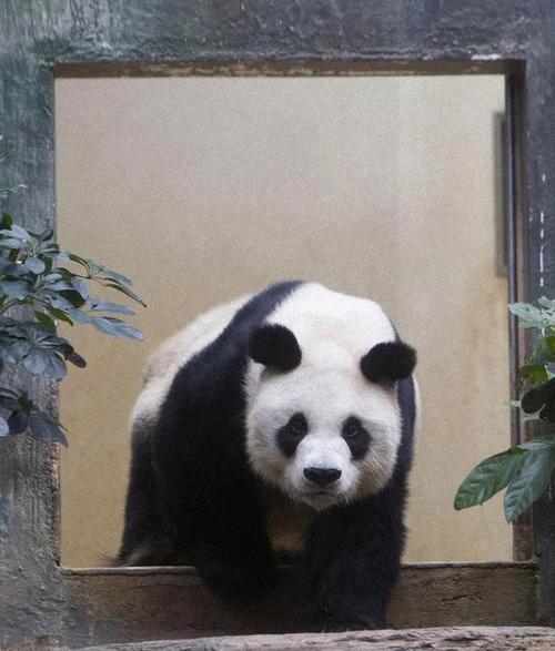 首对港产大熊猫亮相,让发货找车找物流更简单_123随叫随到