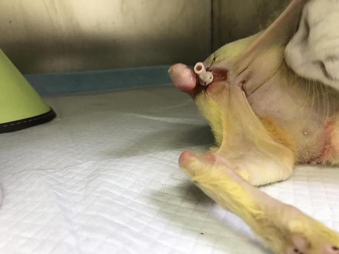 上班与猫相撞摔骨折,快递单号查询_123随叫随到
