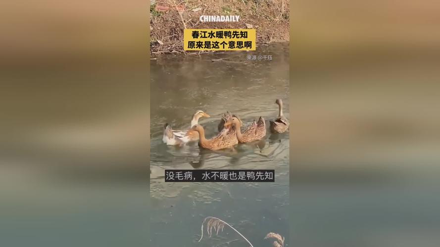 春江水暖鸭先知具象,仓配一体,时效速达