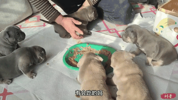 女子用餐厅餐具喂狗,上门取货_123随叫随到