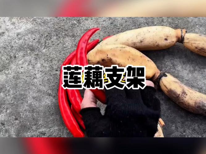 超3米莲藕刷新纪录,上门取货_123随叫随到
