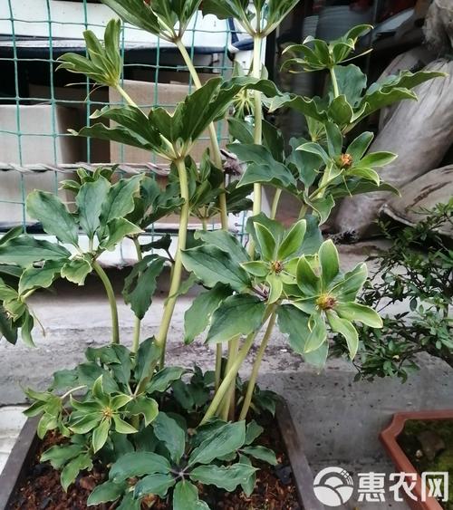 发现珍稀重楼属植物,仓配一体,时效速达