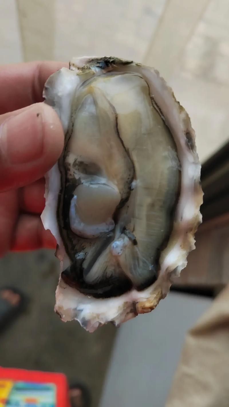 备孕每天吃8个生蚝,专业的一站式物流信息网_123随叫随到