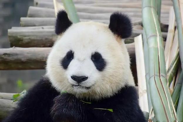 大熊猫优优去世,天天发车准时送达_123随叫随到