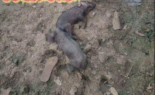 缅地震致1700人死亡,物流专线直达_123随叫随到