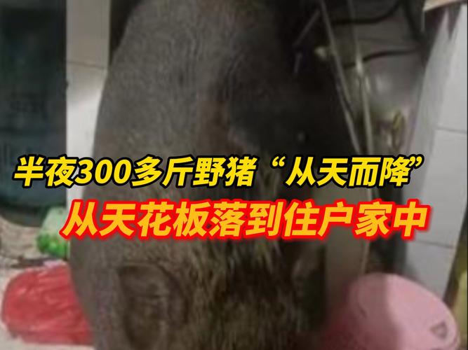 被百斤野猪咬破头骨,仓配一体,时效速达