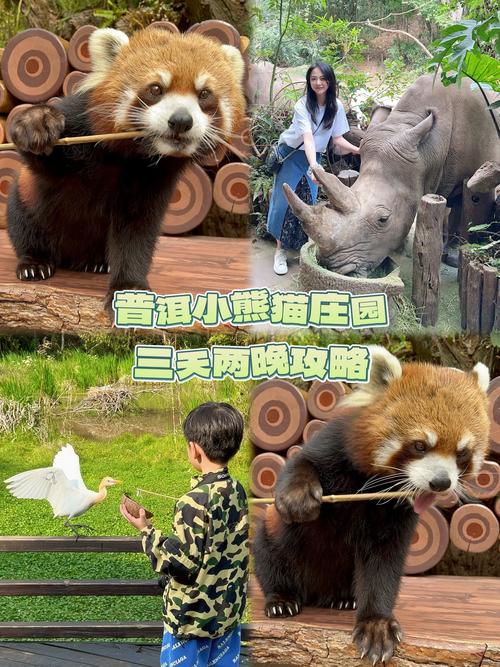 南京红山动物园爆火,ip138快递查询网_随叫随到