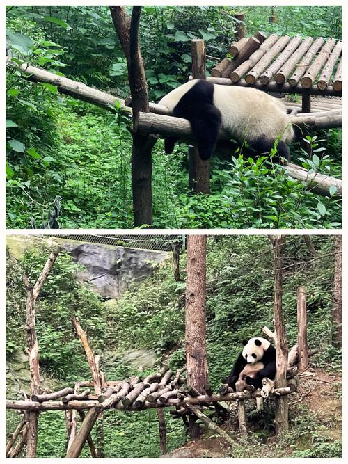 南京红山动物园爆火,上门取货_123随叫随到