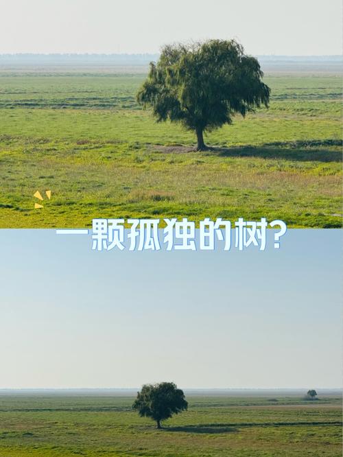 孤独的树成网红景点,快递单号查询_123随叫随到