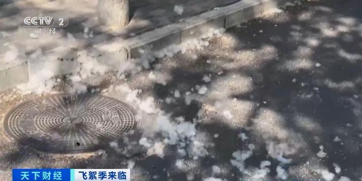 杭州发飞絮指数预报,上门取货_123随叫随到