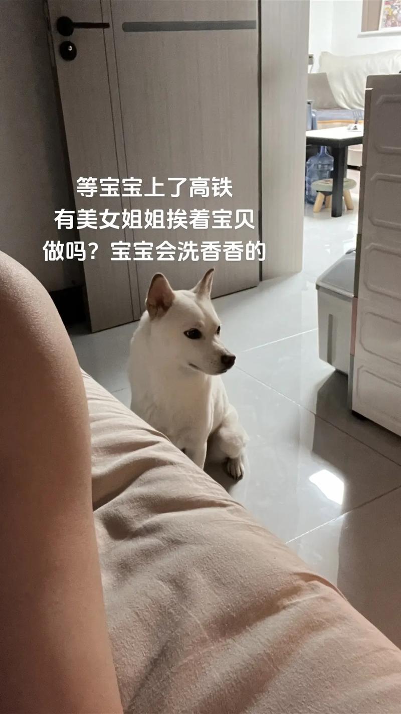 宠物猫狗可坐高铁了,ip138快递查询网_随叫随到