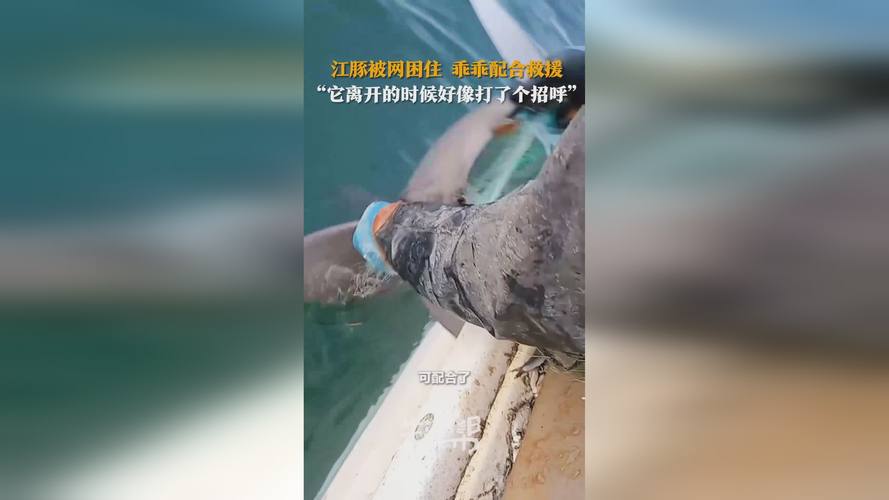 公园内惊现死亡江豚,让发货找车找物流更简单_123随叫随到