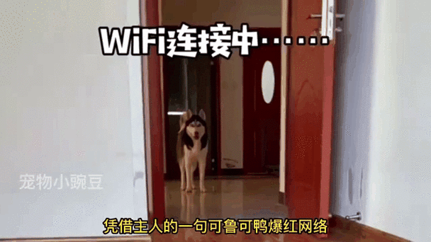 狗扑人致死判赔40万,ip138快递查询网_随叫随到