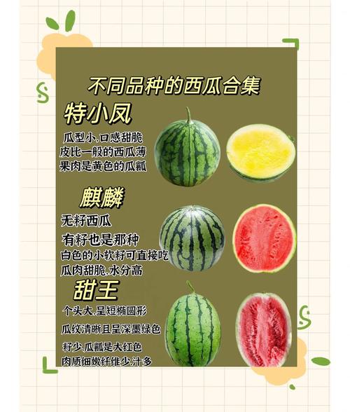 新品种西瓜皮踩不烂,专业的一站式物流信息网_123随叫随到