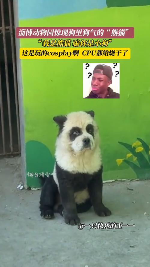 动物园染色狗扮熊猫,专业的一站式物流信息网_123随叫随到