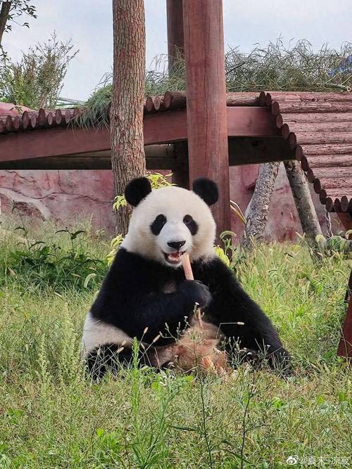 动物园染色狗扮熊猫,上门取货_123随叫随到