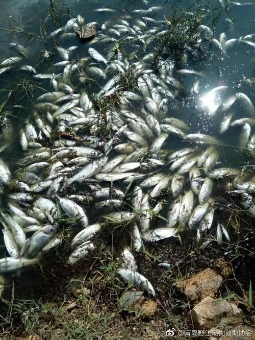 一水库漂浮成片死鱼,快递单号查询_123随叫随到