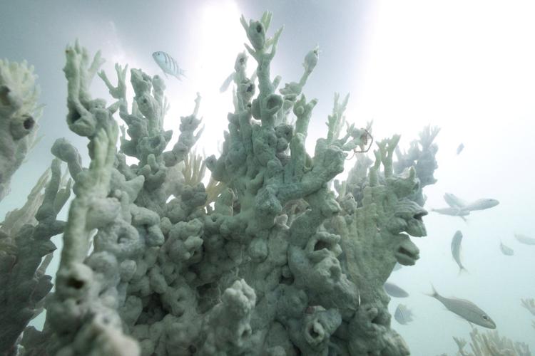 全球逾八成珊瑚白化,快递单号查询_123随叫随到