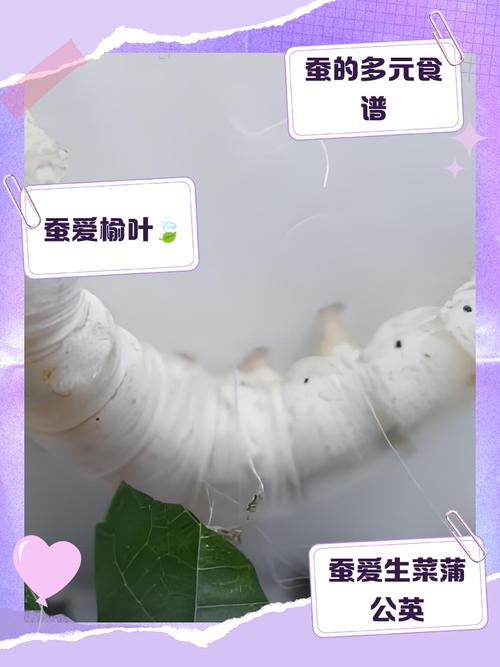 养500只蚕摘6斤桑叶,物流专线直达_123随叫随到