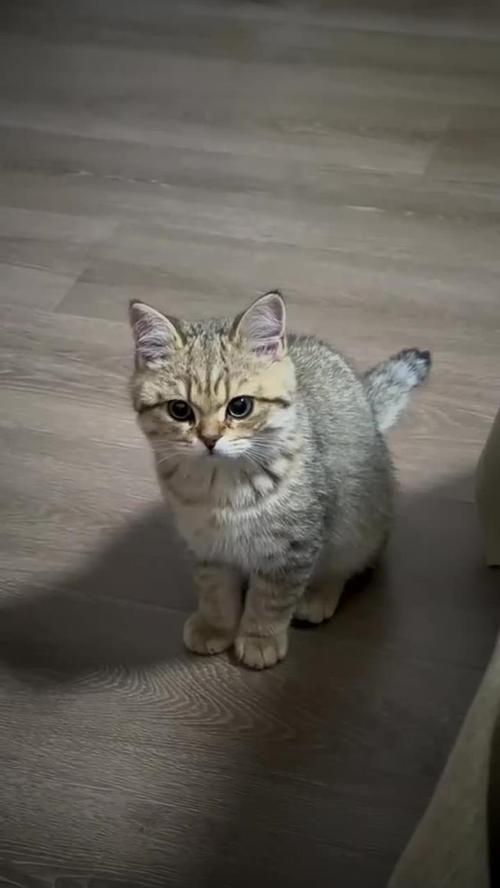 警方回应猫被砍四肢,上门取货_123随叫随到
