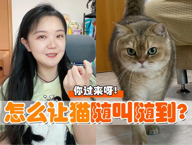 警方回应猫被砍四肢,物流专线直达_123随叫随到