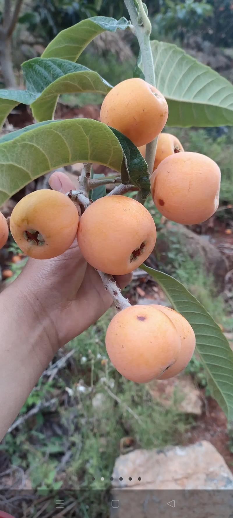 私摘枇杷每个赔100元,ip138快递查询网_随叫随到