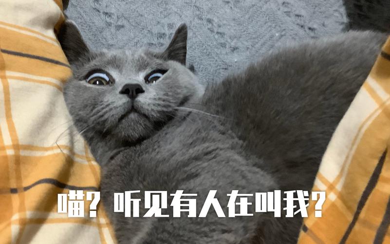 猫掉进火锅烫伤9人,让发货找车找物流更简单_123随叫随到