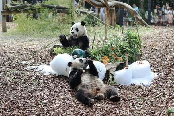游客偶遇野生大熊猫,让发货找车找物流更简单_123随叫随到