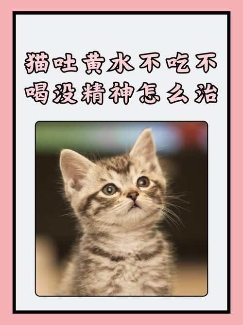 猫掉进火锅不治身亡,上门取货_123随叫随到