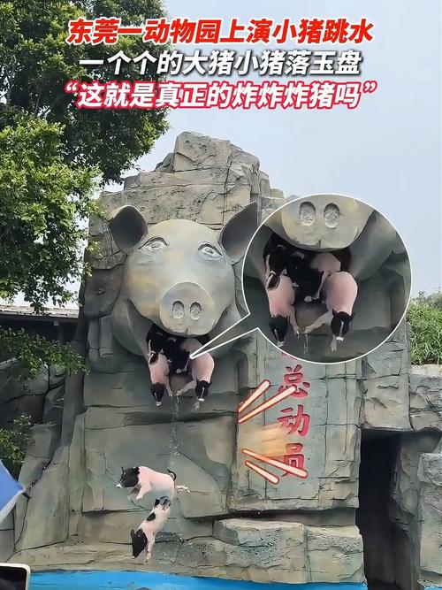小猪跳水表演已暂停,仓配一体,时效速达