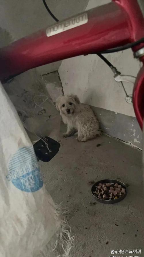 流浪犬进教室被打死,仓配一体,时效速达