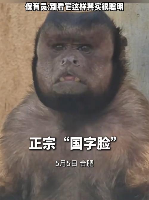 动物园一猴子丑出圈,专业的一站式物流信息网_123随叫随到