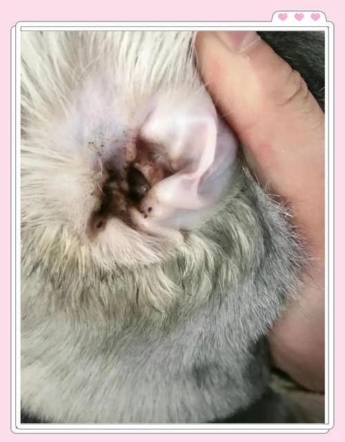 耳中取出活体猫螨虫,快递单号查询_123随叫随到