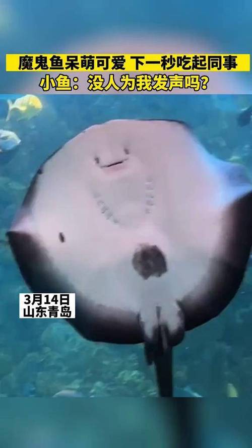 魔鬼鱼上班吃同事,专业的一站式物流信息网_123随叫随到