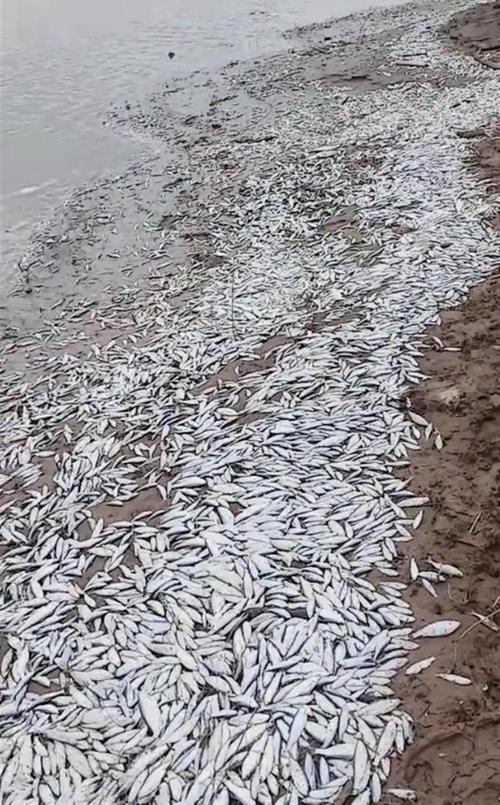 湖南一河现大量死鱼,物流专线直达_123随叫随到