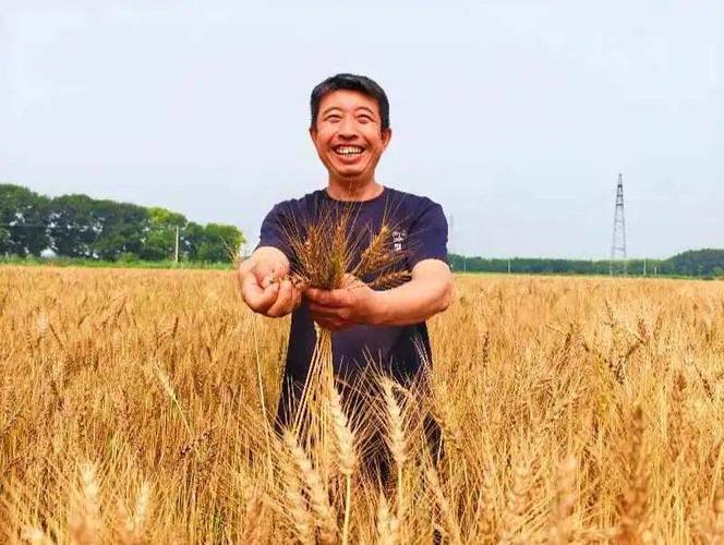小麦3亩地仅收300斤,ip138快递查询网_随叫随到