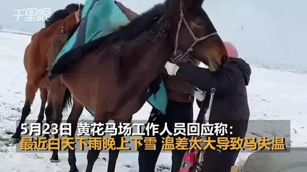 多匹马失温冻死草原,让发货找车找物流更简单_123随叫随到