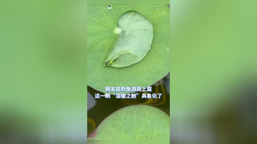 网友拍到鱼游荷上露,专业的一站式物流信息网_123随叫随到