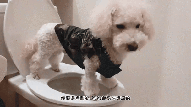 600一节课教狗如厕,物流专线直达_123随叫随到