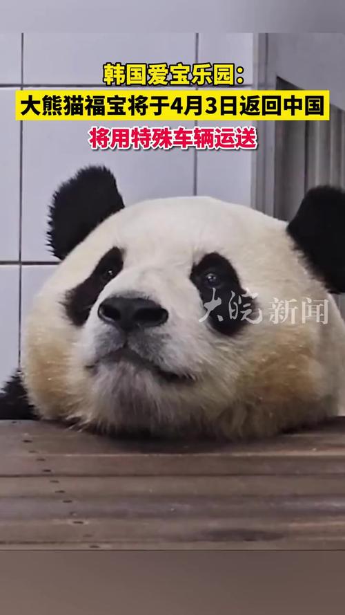 4旅日大熊猫将回国,专业的一站式物流信息网_123随叫随到