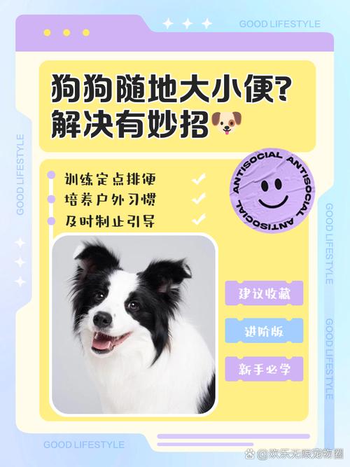 600一节课教狗如厕,ip138快递查询网_随叫随到