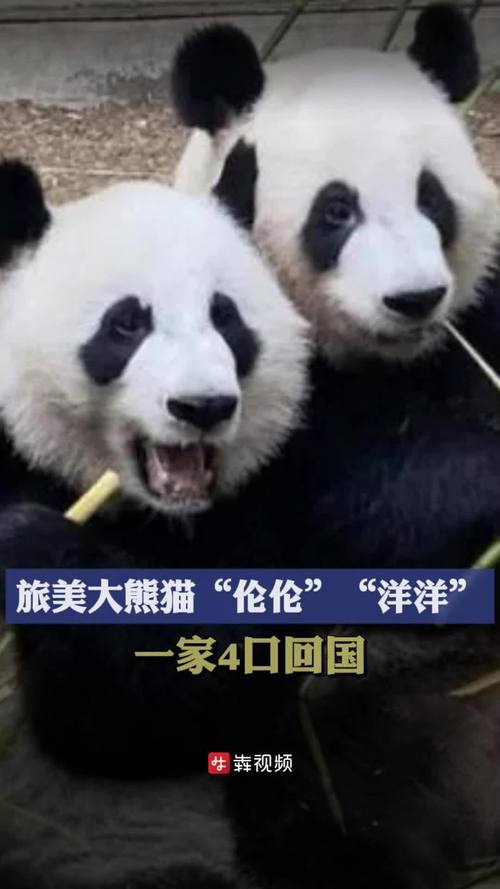 4旅日大熊猫将回国,快递单号查询_123随叫随到