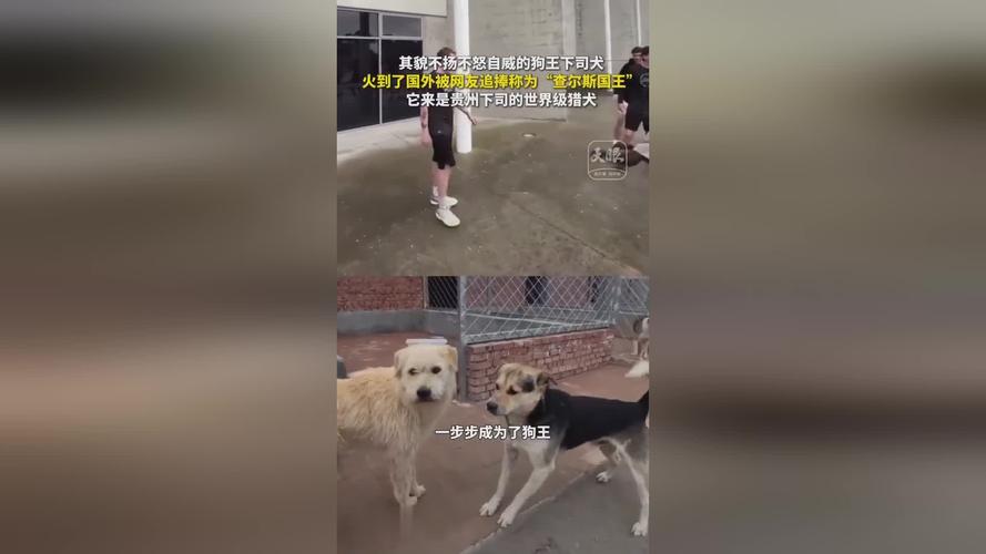 中国下司犬外网爆火,天天发车准时送达_123随叫随到