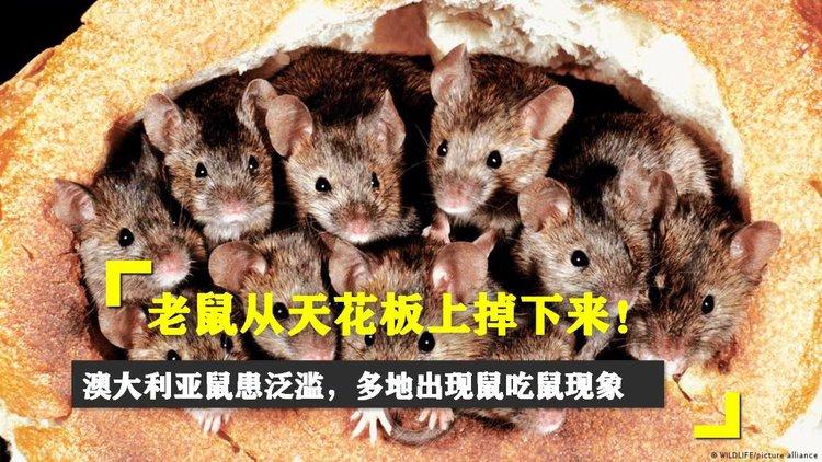 清远一田地老鼠泛滥,物流专线直达_123随叫随到