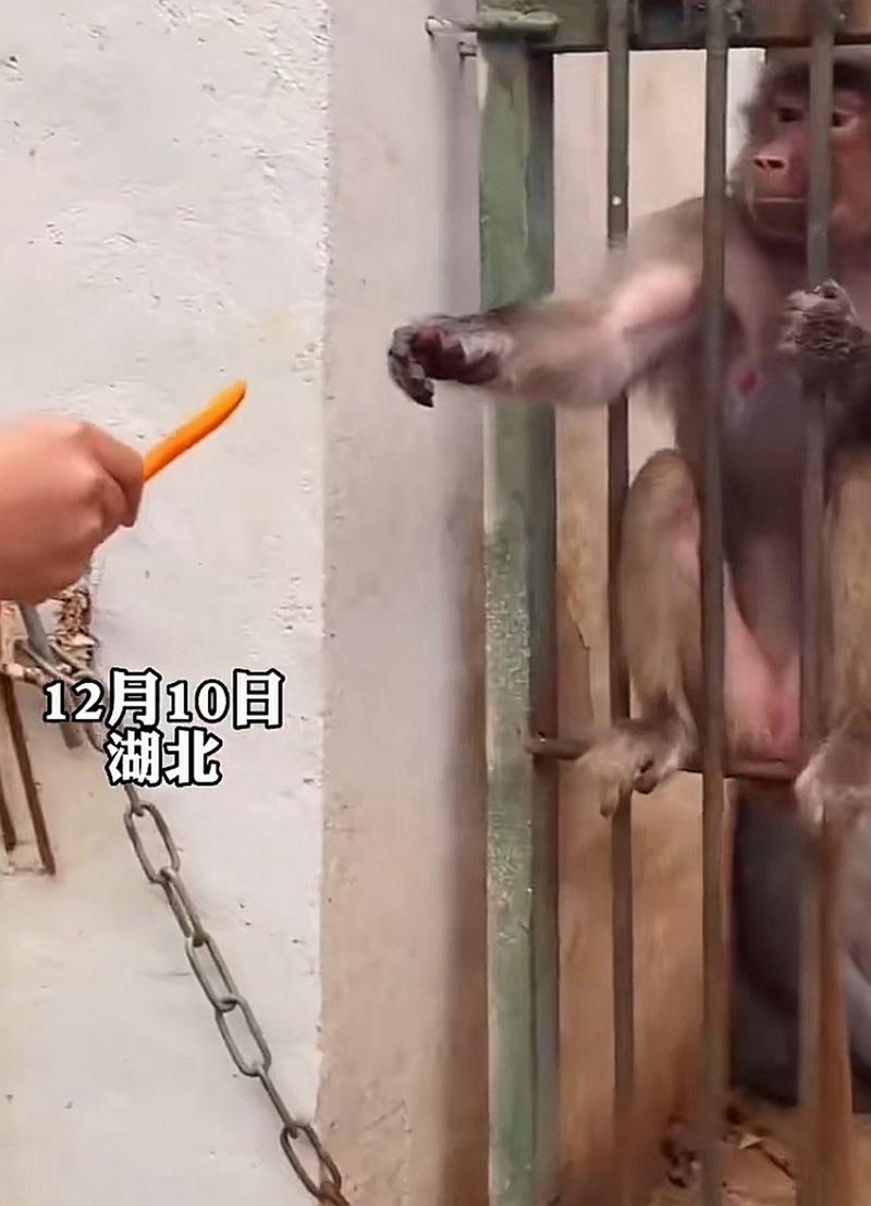 车钥匙逗猴被猴抢走,让发货找车找物流更简单_123随叫随到