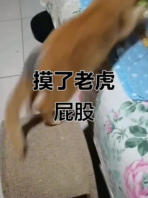 摸老虎屁股遭扑咬,专业的一站式物流信息网_123随叫随到