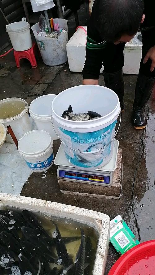 放生2.5万斤外来鲇鱼,物流专线直达_123随叫随到