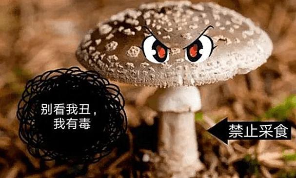 一家6口吃蘑菇中毒,ip138快递查询网_随叫随到